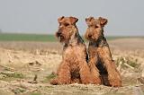 WELSH TERRIER 066
